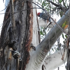 Callocephalon fimbriatum (Gang-gang Cockatoo) at Acton, ACT - 9 Sep 2025 by HelenCross