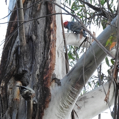 Callocephalon fimbriatum (Gang-gang Cockatoo) at Acton, ACT - 9 Sep 2025 by HelenCross