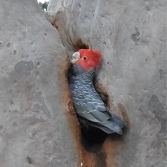 Callocephalon fimbriatum (Gang-gang Cockatoo) at Acton, ACT - 9 Sep 2025 by HelenCross