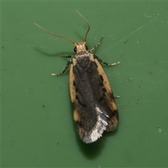 Hoplostega ochroma (a Eulechria Group moth) at Freshwater Creek, VIC - 8 Sep 2025 by WendyEM