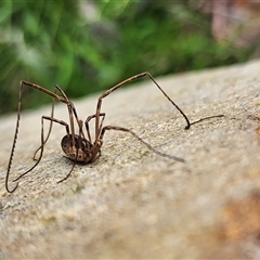 Megalopsalis (genus) (A Neopilionid harvestmen) at Gundaroo, NSW - 7 Sep 2025 by Gunyijan