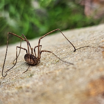 Megalopsalis (genus) (A Neopilionid harvestmen) at Gundaroo, NSW - 7 Sep 2025 by Gunyijan