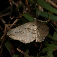 Syneora fractata (Ennominae) at Freshwater Creek, VIC - 8 Sep 2025 by WendyEM