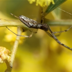 Tetragnatha demissa (Crouching Long-jawed Spider) at Higgins, ACT - 9 Sep 2025 by AlisonMilton