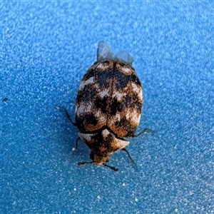 Anthrenus verbasci (Varied or Variegated Carpet Beetle) at Campbell, ACT - 9 Sep 2025 by Hejor1
