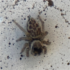 Maratus griseus (Jumping spider) at Russell, ACT - 9 Sep 2025 by Hejor1