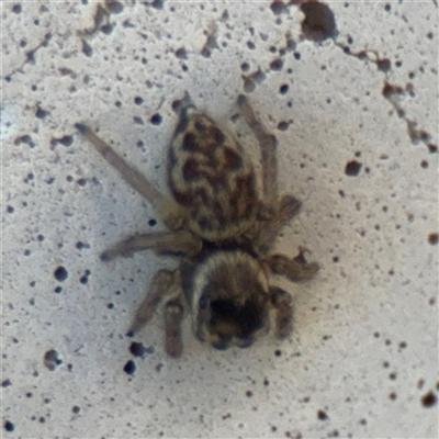 Maratus griseus (Jumping spider) at Russell, ACT - 9 Sep 2025 by Hejor1