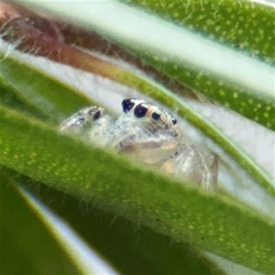 Opisthoncus sp. (genus) (Opisthoncus jumping spider) at Canberra, ACT - 9 Sep 2025 by Hejor1
