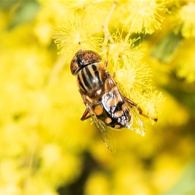 Eristalinus punctulatus (Golden Native Drone Fly) at Higgins, ACT - 9 Sep 2025 by AlisonMilton