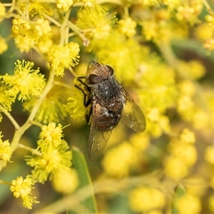 Calliphora augur (Lesser brown or Blue-bodied blowfly) at Higgins, ACT - 9 Sep 2025 by AlisonMilton