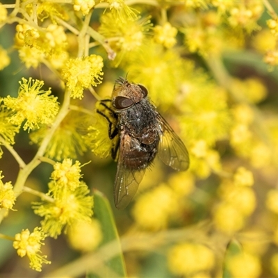 Calliphora augur (Lesser brown or Blue-bodied blowfly) at Higgins, ACT - 9 Sep 2025 by AlisonMilton