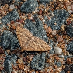 Scopula rubraria (Reddish Wave, Plantain Moth) at Higgins, ACT - 9 Sep 2025 by AlisonMilton
