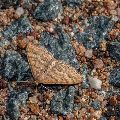 Scopula rubraria (Reddish Wave, Plantain Moth) at Higgins, ACT - 9 Sep 2025 by AlisonMilton