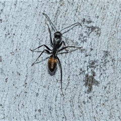 Camponotus aeneopilosus (A Golden-tailed sugar ant) at Higgins, ACT - 9 Sep 2025 by AlisonMilton