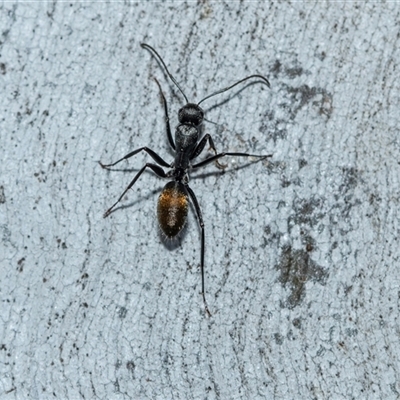 Camponotus aeneopilosus (A Golden-tailed sugar ant) at Higgins, ACT - 9 Sep 2025 by AlisonMilton