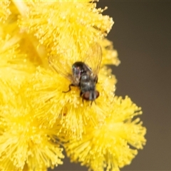 Unverified True fly (Diptera) at Higgins, ACT - 9 Sep 2025 by AlisonMilton