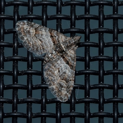 Phrissogonus laticostata (Apple looper moth) at Higgins, ACT - 9 Sep 2025 by AlisonMilton
