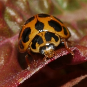 Harmonia conformis (Common Spotted Ladybird) at Freshwater Creek, VIC - 8 Sep 2025 by WendyEM