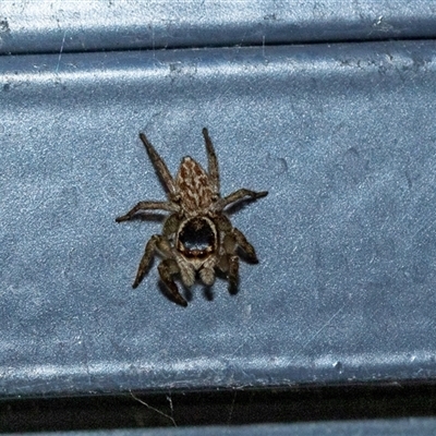 Maratus griseus (Jumping spider) at Higgins, ACT - 9 Sep 2025 by AlisonMilton