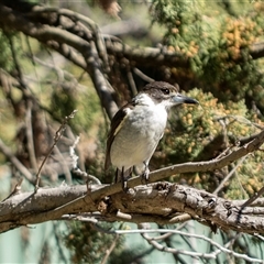 Cracticus torquatus (Grey Butcherbird) at Higgins, ACT - 9 Sep 2025 by AlisonMilton