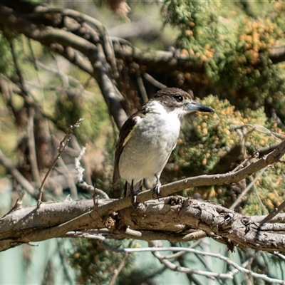 Cracticus torquatus (Grey Butcherbird) at Higgins, ACT - 9 Sep 2025 by AlisonMilton