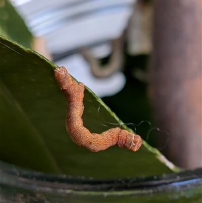 Geometridae (family) IMMATURE at  - suppressed by chriselidie