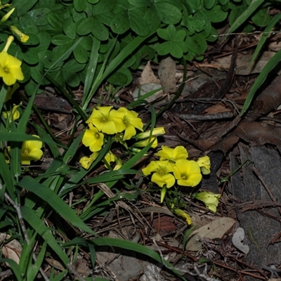 Oxalis pes-caprae (Soursob) at Higgins, ACT - 9 Sep 2025 by AlisonMilton