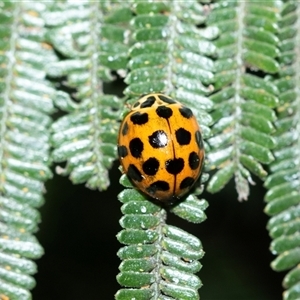 Harmonia conformis (Common Spotted Ladybird) at Higgins, ACT - 9 Sep 2025 by AlisonMilton