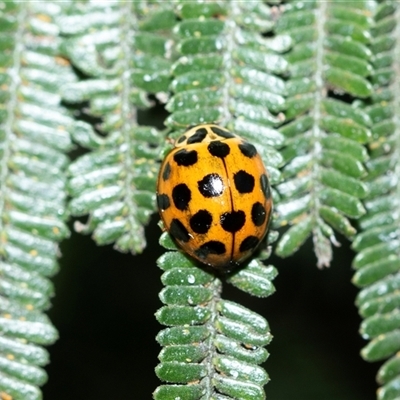 Harmonia conformis (Common Spotted Ladybird) at Higgins, ACT - 9 Sep 2025 by AlisonMilton