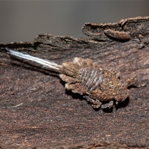 Fulgoroidea (superfamily) (Unidentified fulgoroid planthopper) at Higgins, ACT - 9 Sep 2025 by AlisonMilton