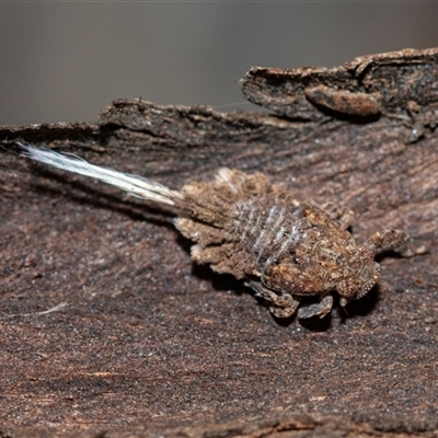 Fulgoroidea (superfamily) (Unidentified fulgoroid planthopper) at Higgins, ACT - 9 Sep 2025 by AlisonMilton