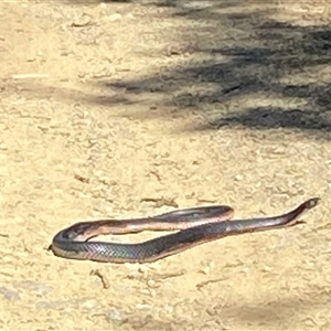 Pseudechis porphyriacus by Pippa