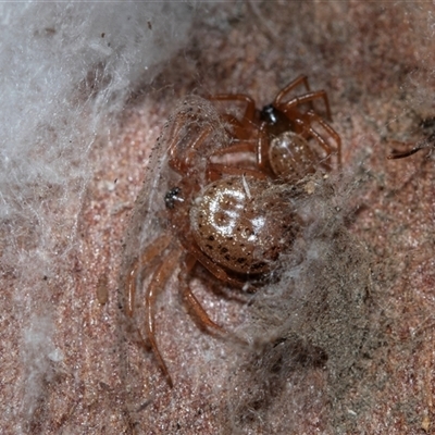 Euryopis sp. (genus) (An ant eating spider) at Higgins, ACT - 9 Sep 2025 by AlisonMilton