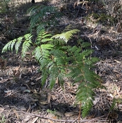 Pteridium esculentum (Bracken) at Canyonleigh, NSW - 9 Sep 2025 by blacksheep