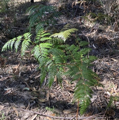 Pteridium esculentum (Bracken) at Canyonleigh, NSW - 9 Sep 2025 by blacksheep
