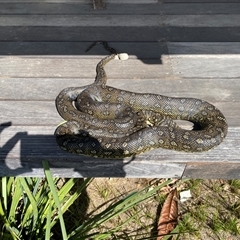 Morelia spilota (Carpet Python) by Pippa