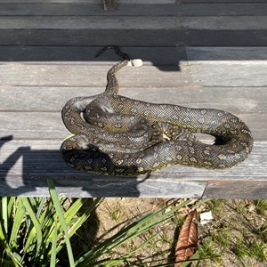 Morelia spilota (Carpet Python) by Pippa