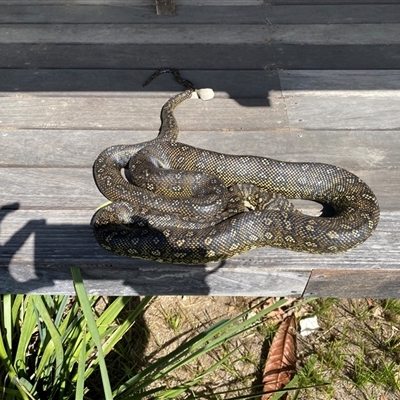 Morelia spilota (Carpet Python) at  - suppressed by Pippa