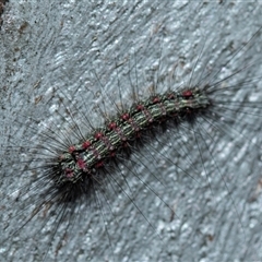 Anestia (genus) (A tiger moth) at Higgins, ACT - 9 Sep 2025 by AlisonMilton