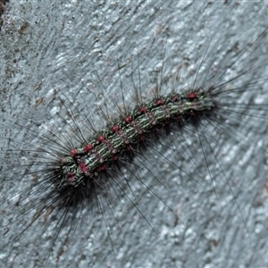 Anestia (genus) (A tiger moth) at Higgins, ACT - 9 Sep 2025 by AlisonMilton