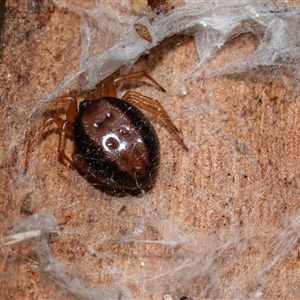 Euryopis sp. (genus) (An ant eating spider) at Higgins, ACT - 9 Sep 2025 by AlisonMilton