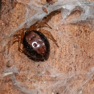 Euryopis sp. (genus) (An ant eating spider) at Higgins, ACT - 9 Sep 2025 by AlisonMilton