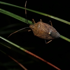 Poecilometis strigatus (Gum Tree Shield Bug) at Freshwater Creek, VIC - 8 Sep 2025 by WendyEM