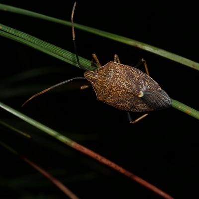 Poecilometis strigatus (Gum Tree Shield Bug) at Freshwater Creek, VIC - 8 Sep 2025 by WendyEM
