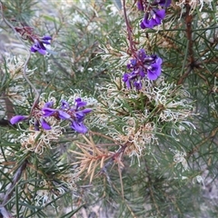 Hakea decurrens (Bushy Needlewood) at Acton, ACT - 4 Sep 2025 by DavidDedenczuk