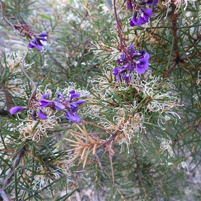 Hakea decurrens (Bushy Needlewood) at Acton, ACT - 4 Sep 2025 by DavidDedenczuk