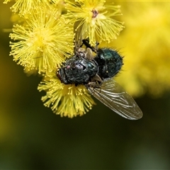 Unverified Bristle Fly (Tachinidae) at Hawker, ACT - 24 Aug 2025 by AlisonMilton