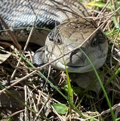 Tiliqua scincoides scincoides (Eastern Blue-tongue) at Horsley, NSW - 26 Aug 2025 by bmott