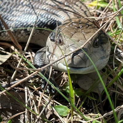 Tiliqua scincoides scincoides (Eastern Blue-tongue) at Horsley, NSW - 26 Aug 2025 by bmott