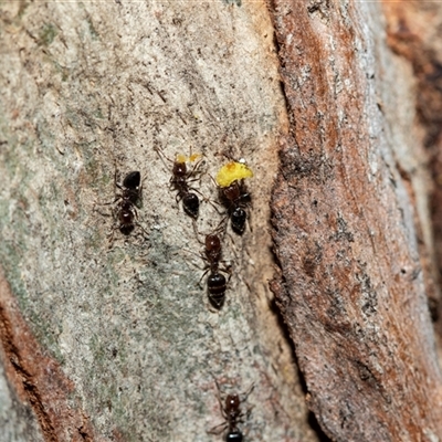 Crematogaster sp. (genus) (Acrobat ant, Cocktail ant) at Hawker, ACT - 24 Aug 2025 by AlisonMilton